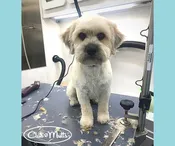 Economy Package - Small Dog