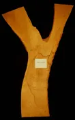 108″ Oak Live Edge Slab [RDOK-SLI-12-0003]