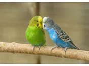 Assorted Fancy and Hand Tamed Parakeets – 11