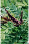 False Indigo (Amorpha fruticosa)