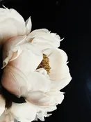 Peony 18