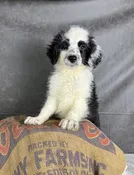 Izzy- Aussiedoodle Female — Quality Puppies USA