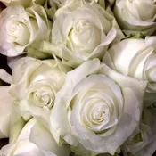 One Dozed White Roses In A Vase