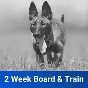 2-Week Board and Train