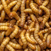 Giant Meal Worms 1000/box