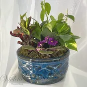 Small Dish Garden