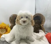 Bently