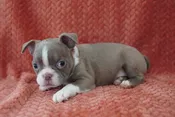 Boston Terrier – 999