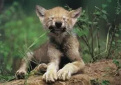 Simple Pleasures by Art Wolfe