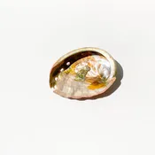 Abalone Shell