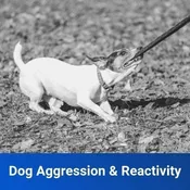 Aggressive/Reactive Dog Training