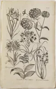 Allobrogian Hemerocallis et al: Hill 1757