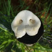 Pig Snout - 10 pieces per bag
