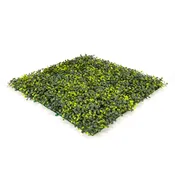 Boxwood Ivy Coastal Blend