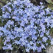 'Emerald Blue' Moss Phlox