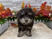 Poodle Mini – 6279
