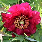 La Tenebreuse (2 year graft)