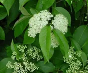 Nannyberry Viburnum (Viburnum lentago)