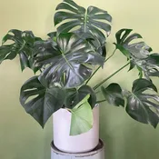 Monster Monstera