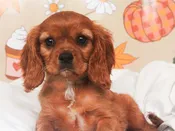 Cavalier King Charles Spaniel – 49649