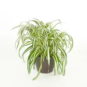 06in Spider Plant Variegated