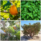 Abundant Life Essential Oil Blend