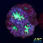 ARC Bubble Yum Blasto Large frag
