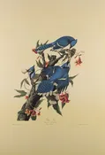 Plate 102-Blue Jay — Taylor Clark Gallery