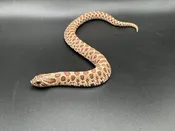 Female Western Hognose — Pets-A-Plenty