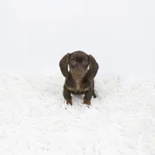 Dachshund