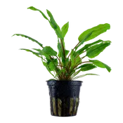 Cryptocoryne wendtii 'Green' by Tropica
