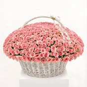 300 Pink Roses