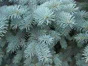 Blue Spruce Soy Candle