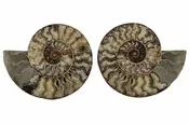 AMMONITE