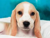 Beagle – 49580