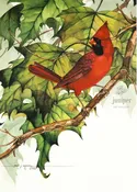 PJS-Reproduction - Cardinal on  Sycamore Branch by Paul J Sweany