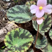 Begonia cleopatrae (3-Pack)