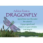 Advice from a Dragonfly Magnet