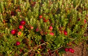 American Cranberry