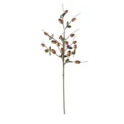 Acorn Spray