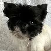 Biewer Yorkie Puppy for Sale