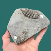 Fossil Crinoid ~ Pachylocrinus sp. and Macrocrinus mundulus ~ Indiana, USA