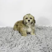 Lhasa Apso