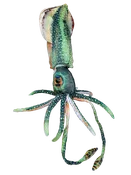 16" Cuttlefish Squid Plush Stuffed Animal Ocean Creature