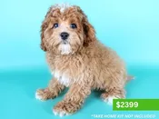 Cavapoo F1B – 15194