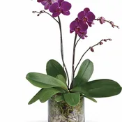 Glorious Gratitude Orchid