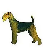Airedale Terrier Vinyl Sticker - Weatherproof Novelty