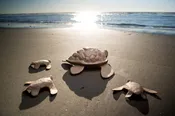 The Original Turtle Urn™️ - Natural -  Eco-Friendly Water Burial Urn