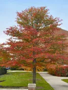 Black Gum