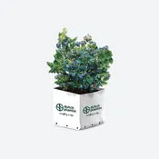 Dutch Plantin Coco Coir Substrate